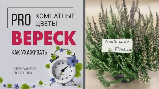 Вереск - растение для дома или исключительно для сада? Сложный или простой в уходе цветок?