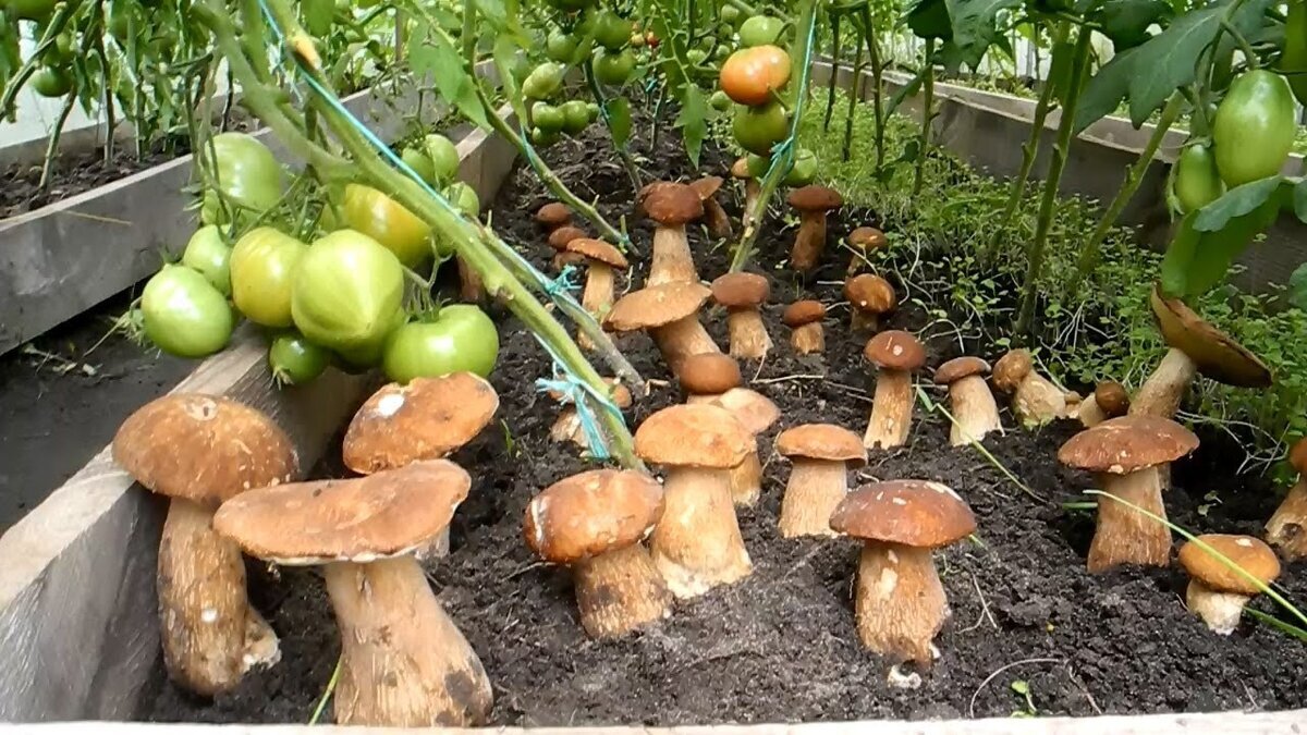(яндекскартинки)