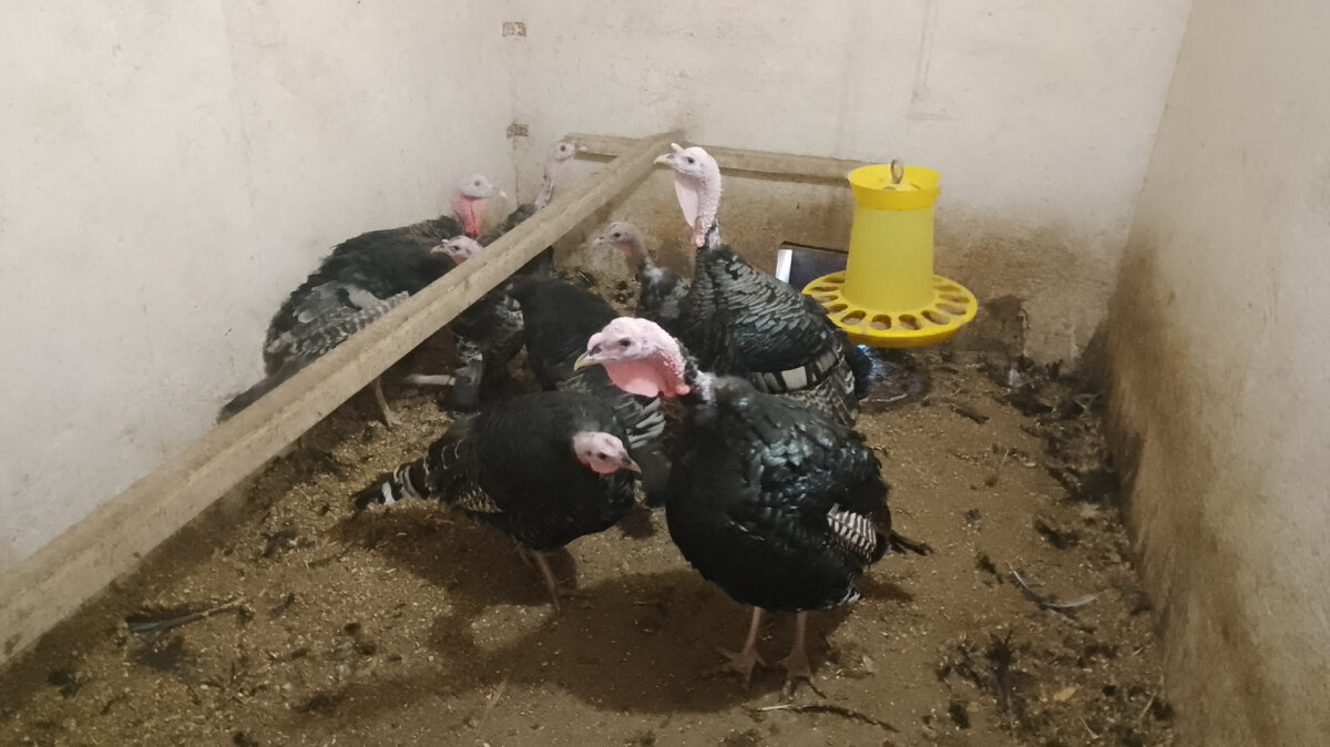 Индюшата подростки 