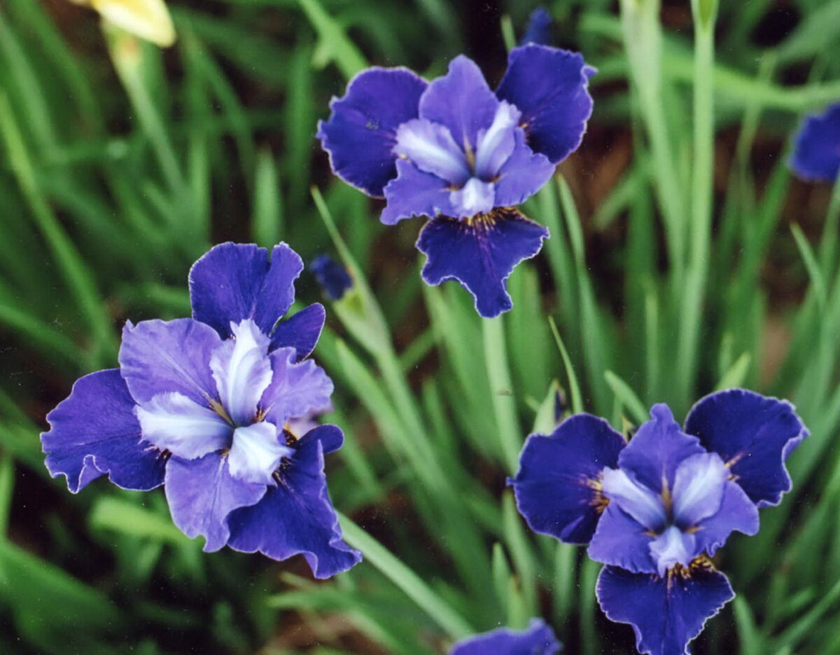 Ирис сибирский красный. Ирис касатик сибирский. Ирис касатик сибирский. Ирис сибирский размножение. Ирис сибирский ириска.