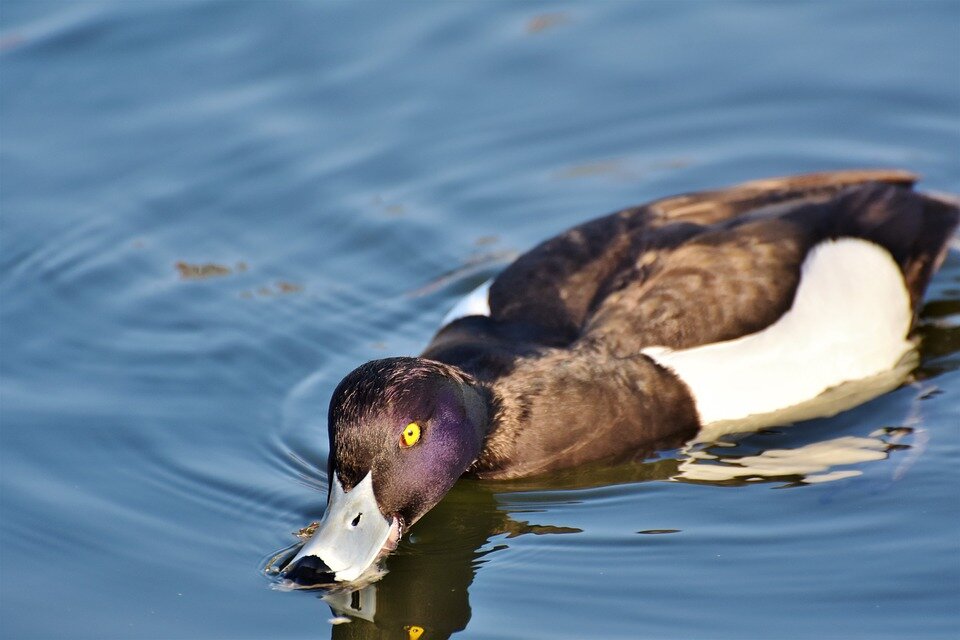 Mountain duck. Фиолетовая утка. Селезень фиолетовый. Горные утки. Сиреневые утки.