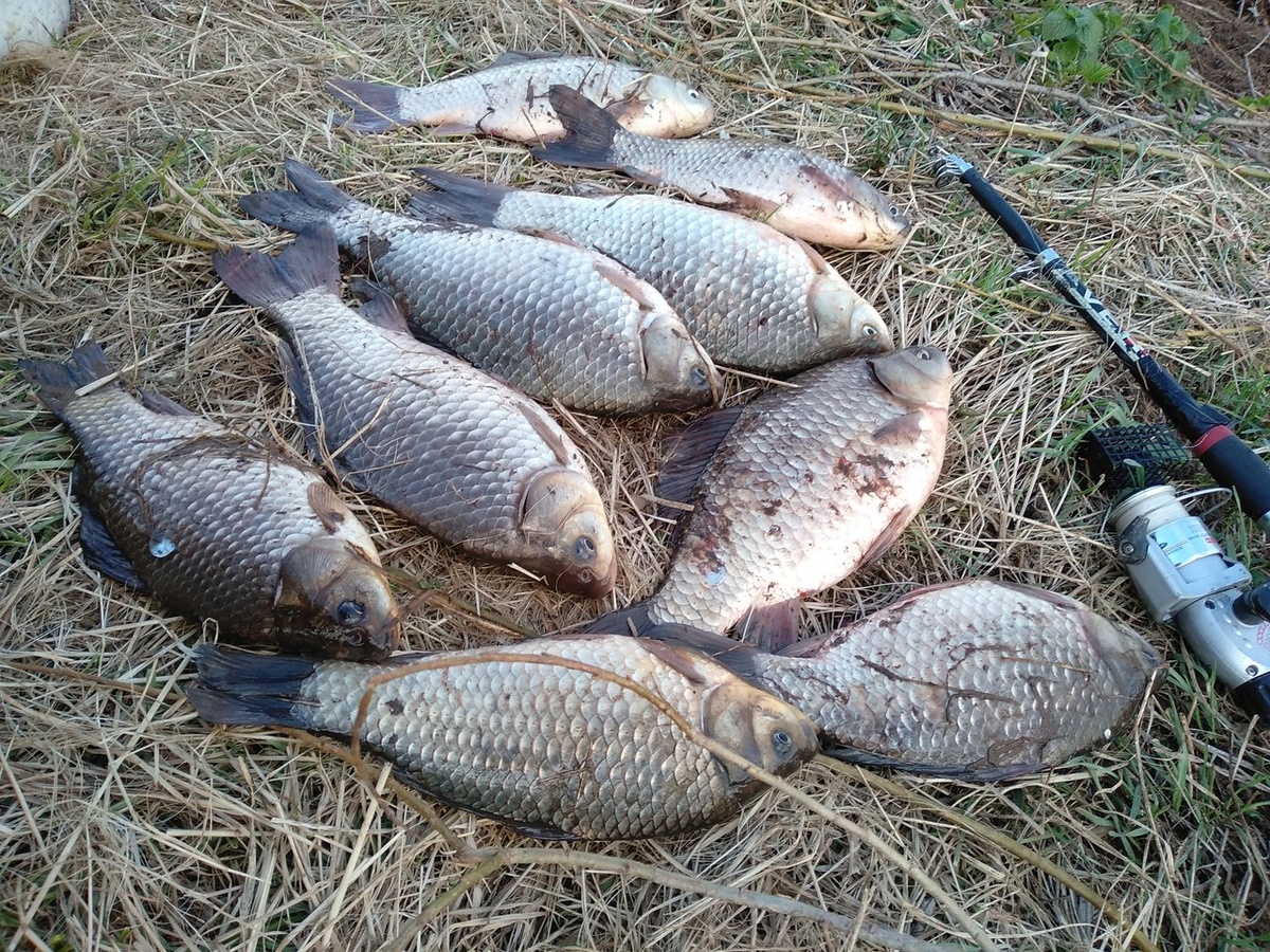 Доброго времени суток.Сегодня был выезд на Томь кидал джигу,судак немного активизировался было несколько поклевок и добыт небольшой судачок,клёв кончился очень скоро и было принято решение отправится за карасями в место ХУ, карась порадовал брал час один за одним,потом как отрезало,было два схода и около пяти не реализованных поклевок.Ребята место не скажу говорю сразу))Всем нхнч удачи на водоемах.