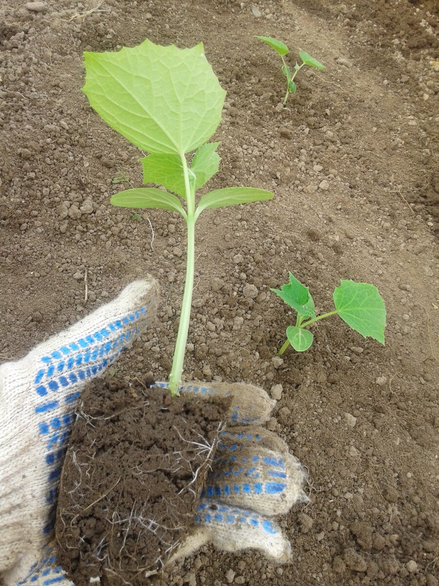 Огурцы. Когда садить ранние огурцы. Где лучше сажать огурцы в открытый грунт в тени или на солнце. Огурцы мадрилена описание сорта. Рассада огурцов когда сажать.