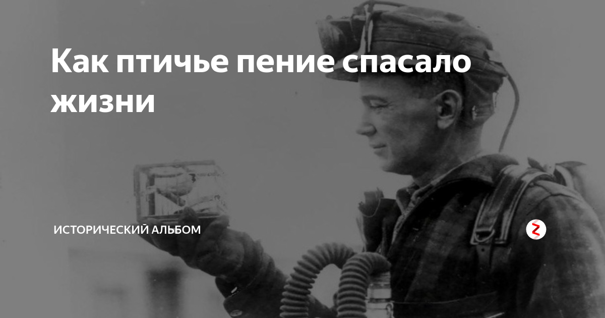 Как птичье пение спасало жизни | Исторический Альбом | Дзен