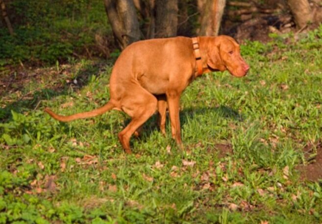 аденома простаты собак