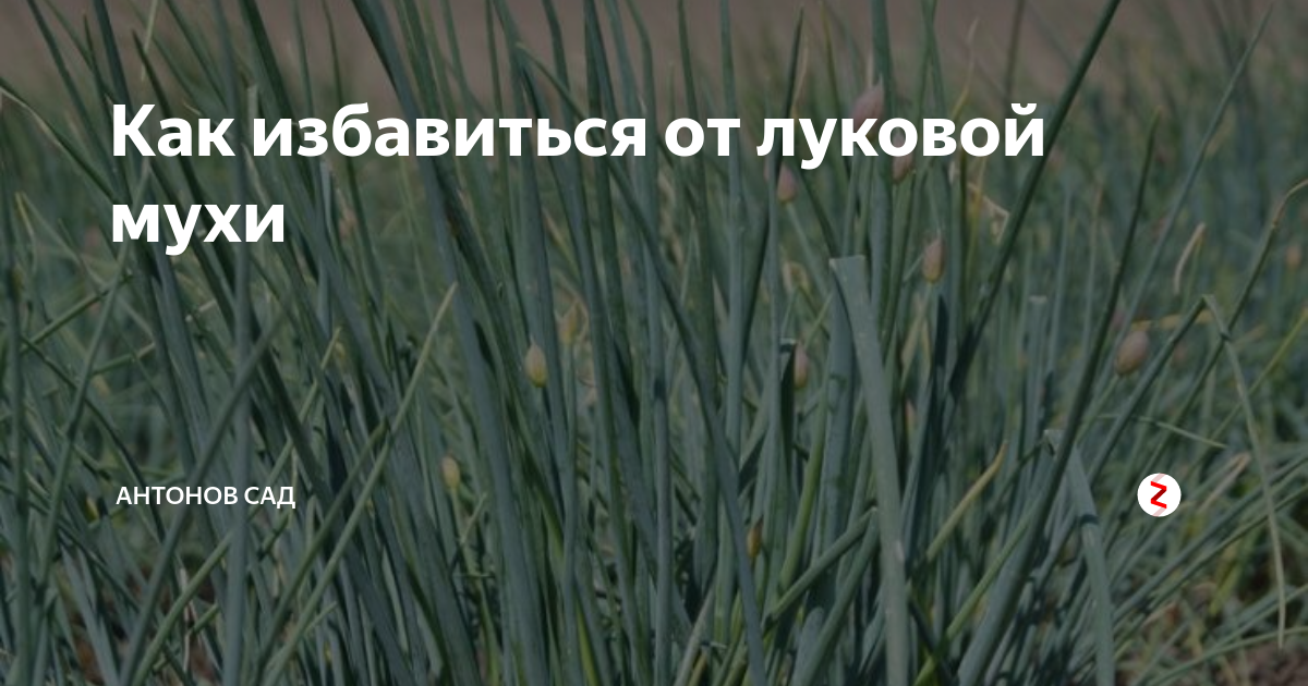 Чем обработать от луковой мухи. Обработка лука от луковой мухи. Экстрафлор №1 1г от тли и трипсов. Как избавиться от луковой мухи. Мухи и крестоцв.