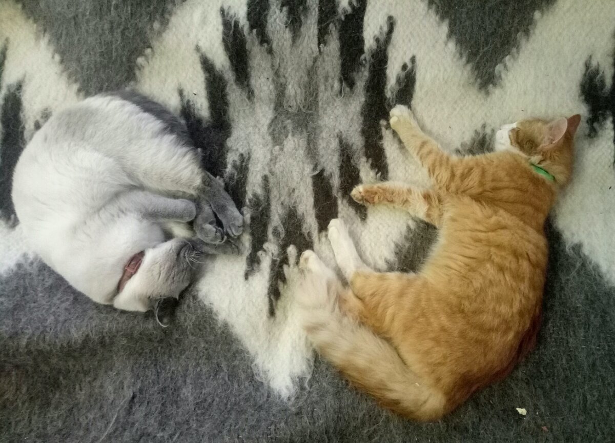 Вплоть до самого вечера Тортинка и Персик совершенно бессовестным образом дрыхли перед мной, пока я работала. Причем разместились они на пледе, возле камина да еще и под классическую умиротворяющую музыку! Если не считать моих редких и мимолетных желаний вскочить с кресла, разбудить кошек и разлечься на всю кровать вместо них, то питомцы создавали уют в комнате и дарили хорошее настроение. Без них осенняя картина теплого домашнего очага (даже несмотря на плед, камин, книги и горячие напитки) была бы неполной.
