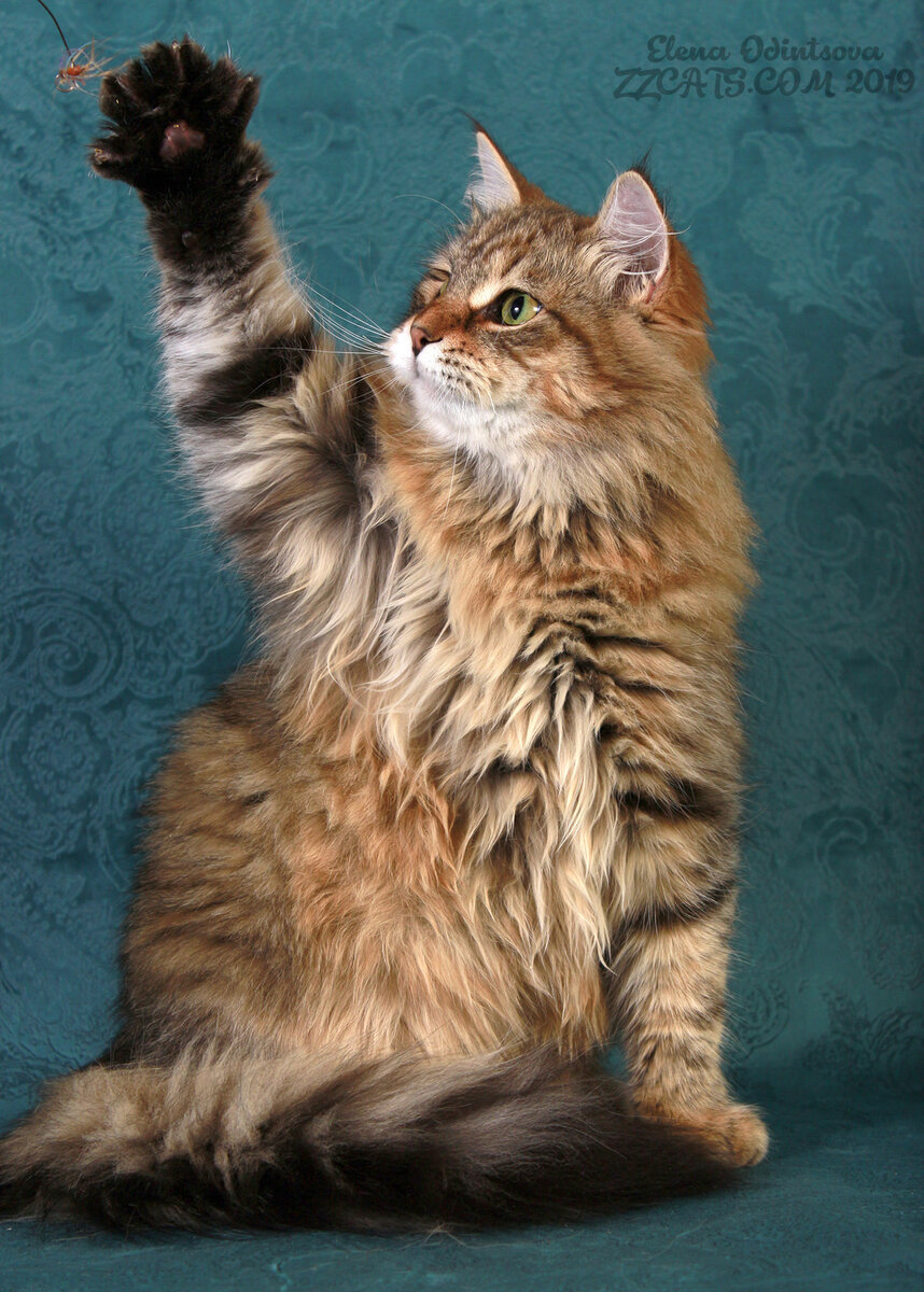 У него очень хороший и добрый характер, любит поиграть