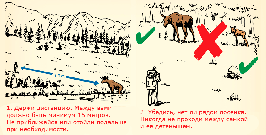 Встретили лося. Что делать при встрече с лосем. Поведение при встрече с диким животным. Правила поведения при встрече с дикими животными. Правила поведения при встрече с дикими животными в лесу.