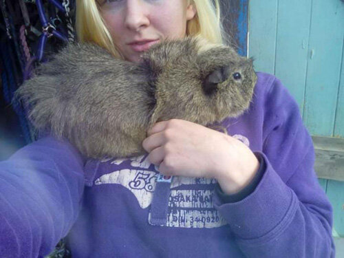 Маленькое симпатичное создание по кличке Хобби скончалось в ночь на 5 ноября во время празднования Ночи Гая Фокса (этот праздник известен также как Ночь костров и Ночь Фейерверков). 
морская свинка умерла от страха

Как нетрудно догадаться, в эту ночь люди активно пускают фейерверки, и именно это Филиппа считает причиной смерти своей морской свинки. Накануне зверёк был полностью здоров, но ночью празднующие со своими фейерверками устроили оглушительный шум прямо перед домом женщины, так что свинка испугалась до смерти в прямом смысле слова.

морская свинка умерла от страха

Филиппа уверена, что фейерверки нужно запретить — по крайней мере в тех местах, где они могут причинить вред людям или домашним животным. Надо сказать, что многие владельцы братьев наших меньших полностью согласны с женщиной, не забывая высказывать слова сочувствия в связи с её потерей.