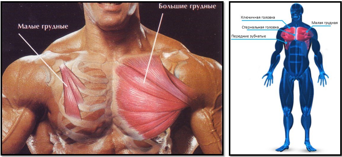 Тренировка на грудь дома ⇒ Упражнения на грудные мышцы дома для мужчин и девушек