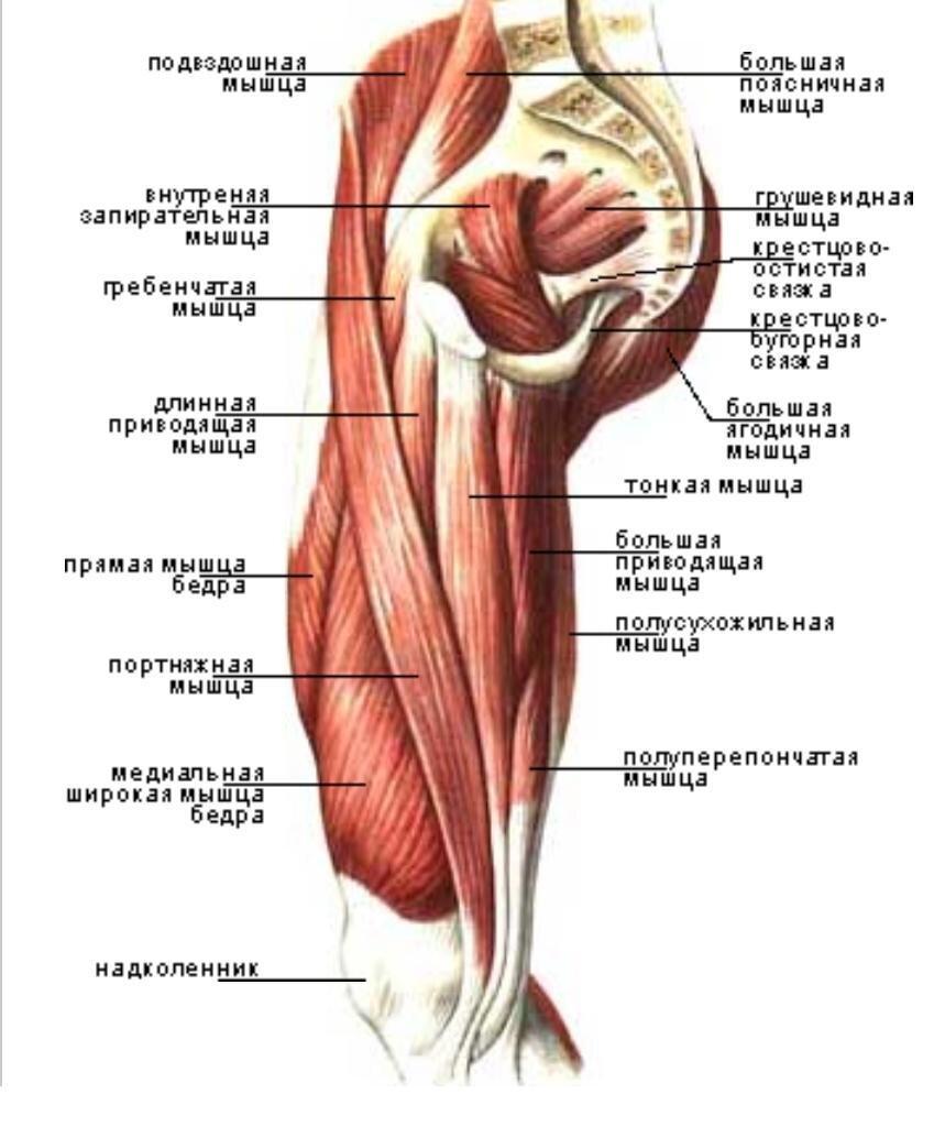 Большая приводящая мышца бедра латынь