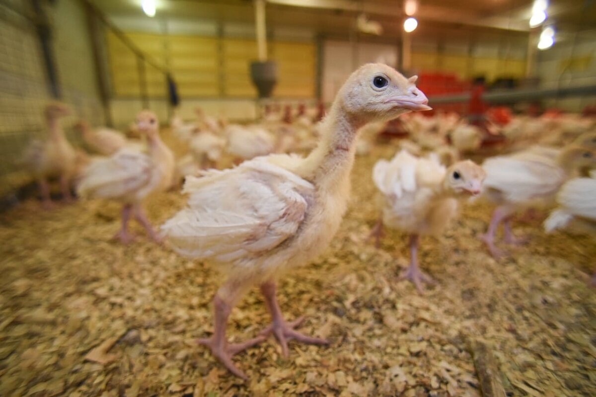 Каждая индюшка из нового стада «Евродона» весит всего 500 граммов.