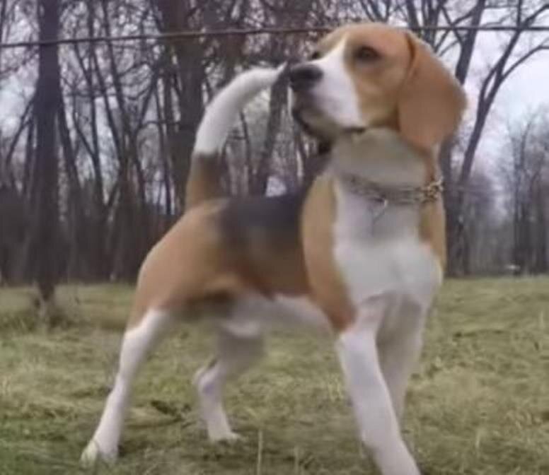 Собака породы Бигль