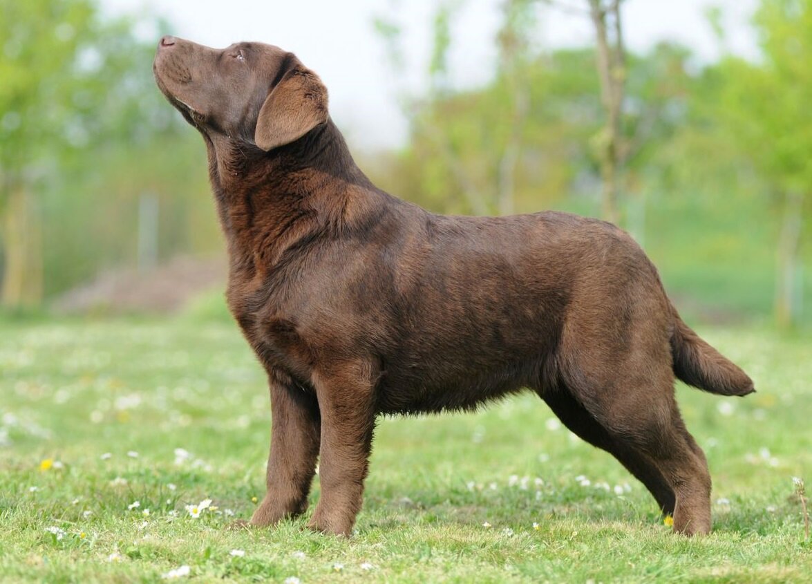 Название собак породы лабрадор. Лабрадор ретривер шоколадный. Шоколадный лабрадор ретвилер. Лабрадор ретривер коричневый. Лабрадор ретривер щенок.