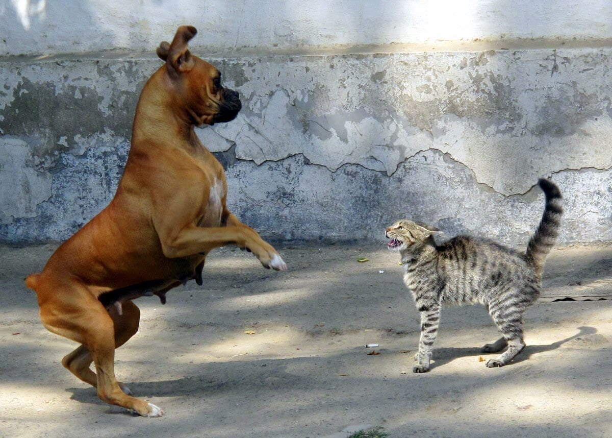 Почему кошка шипит на собаку | Мир домашних животных | Дзен