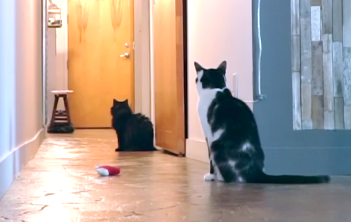 могут ли коты заниматься