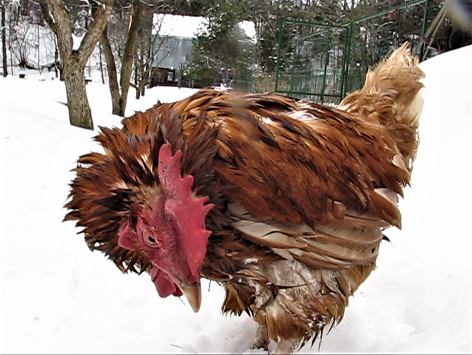 она почти умерла, но я её спас. фото автора канала  В.Н. Воронова 