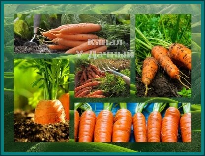 Лучшие сорта моркови (которые я сажаю) или покупаем семена правильно
