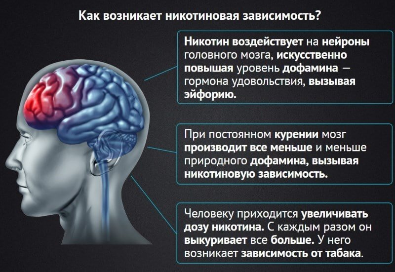 Как изображение попадает в мозг