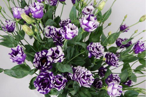 цветок может иметь бесчисленное количество расцветок 