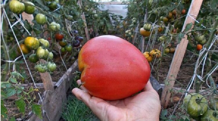 Томат "Абаканский розовый"