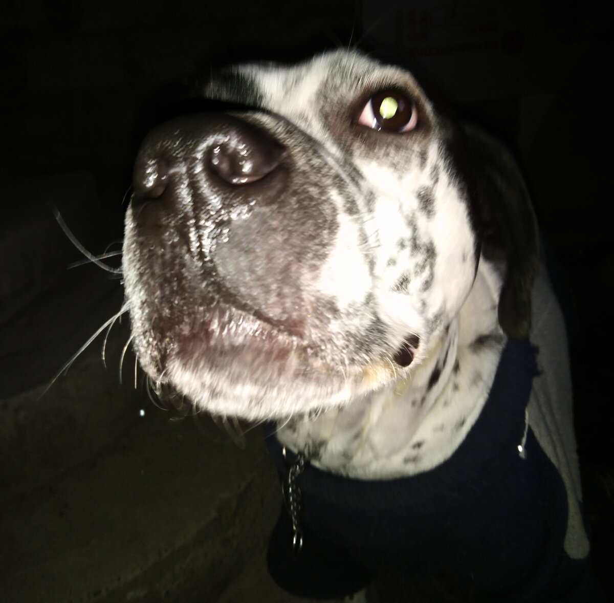 ГрЭй. Мой пит.