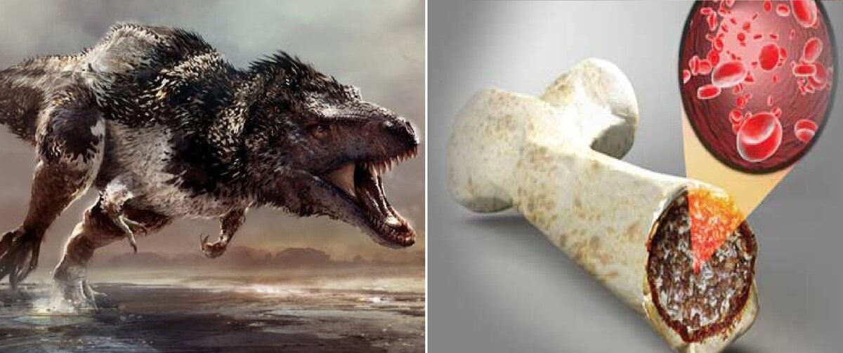 Это открытие позволит учёным обнаружить ещё больше мягких тканей в ископаемых останках древних животных.