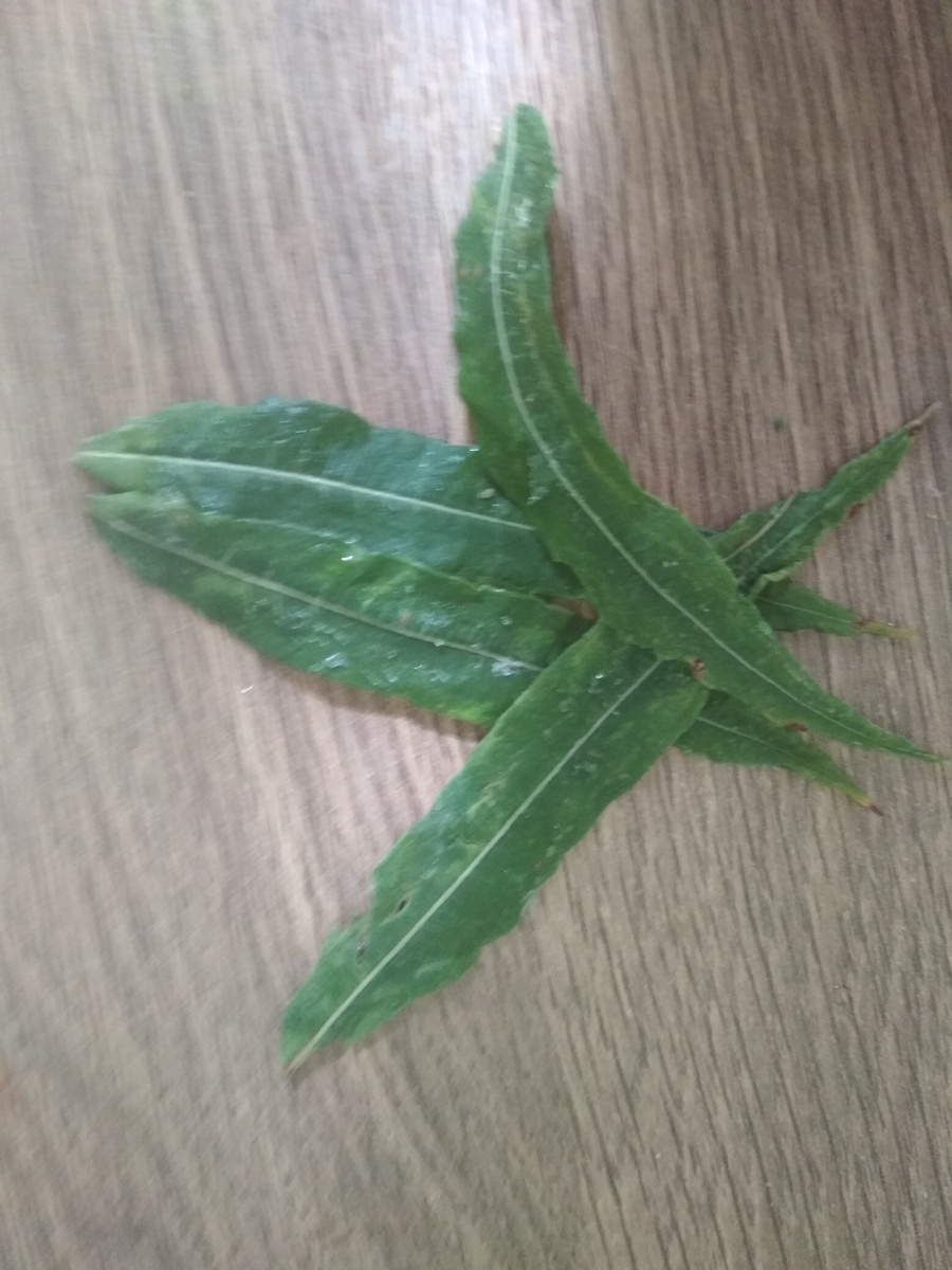 Листья с дефектами.