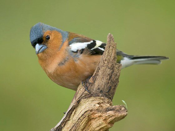 Источник фото: woodlandtrust.org.uk