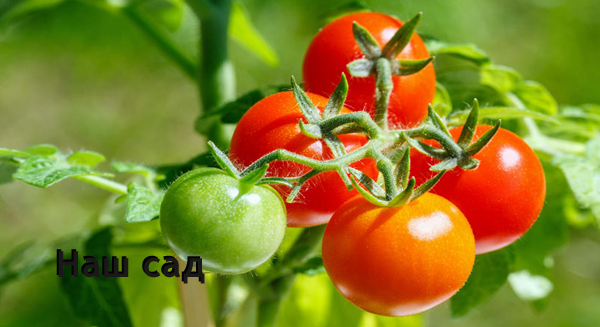 Уход за помидорами: 6 профессиональных советов