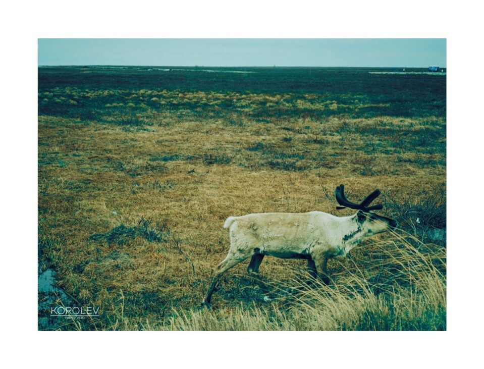 п. Тазовский, 2019, авторское фото 