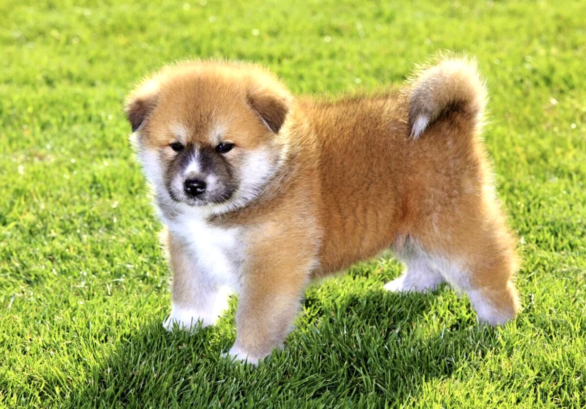 Милый защитник!