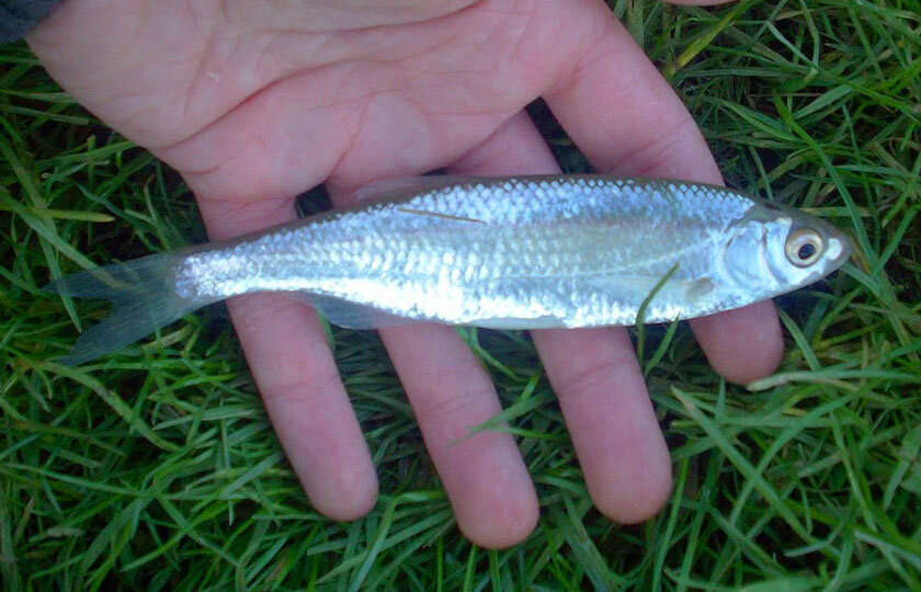 Фото с сайта: http://рыболовный.сайт