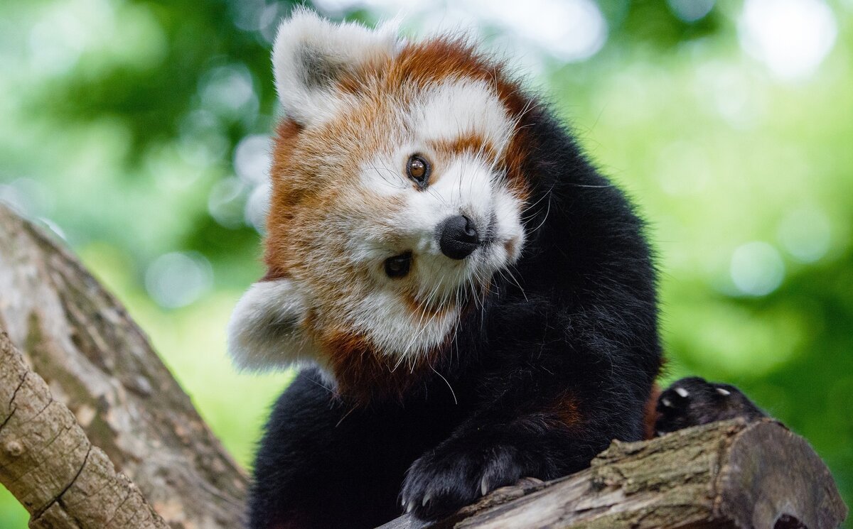 Малая красная панда