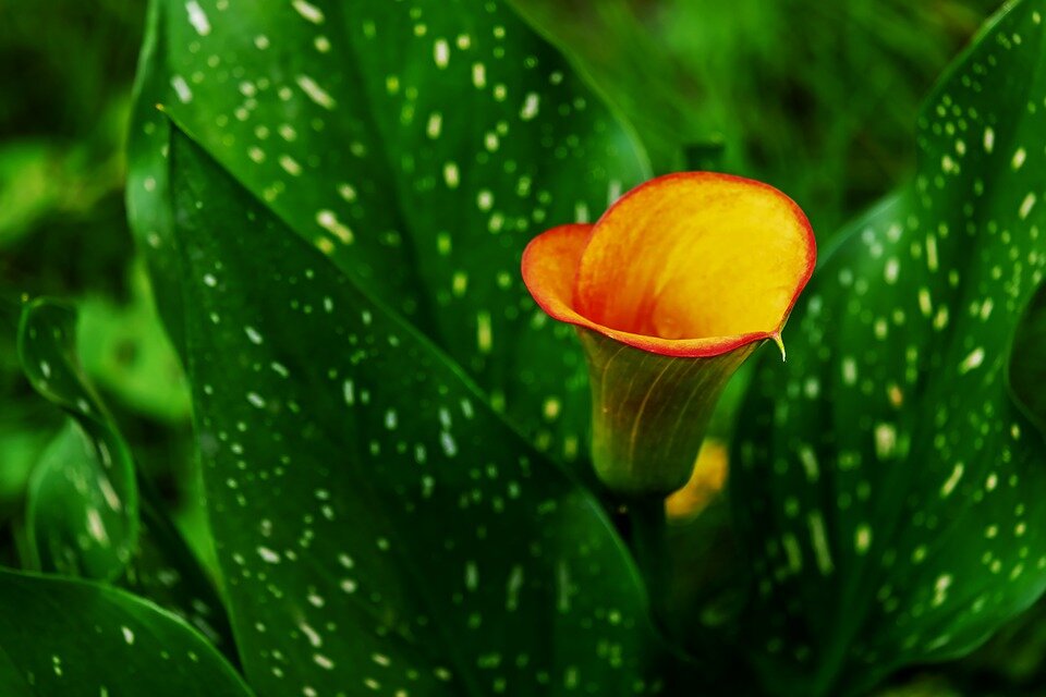 https://pixabay.com/photos/calla-flower-hy-blossom-bloom-3588725/