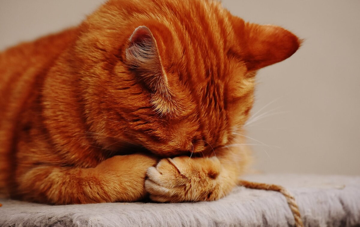 https://www.pexels.com/photo/adorable-animal-animal-world-cat-209037/