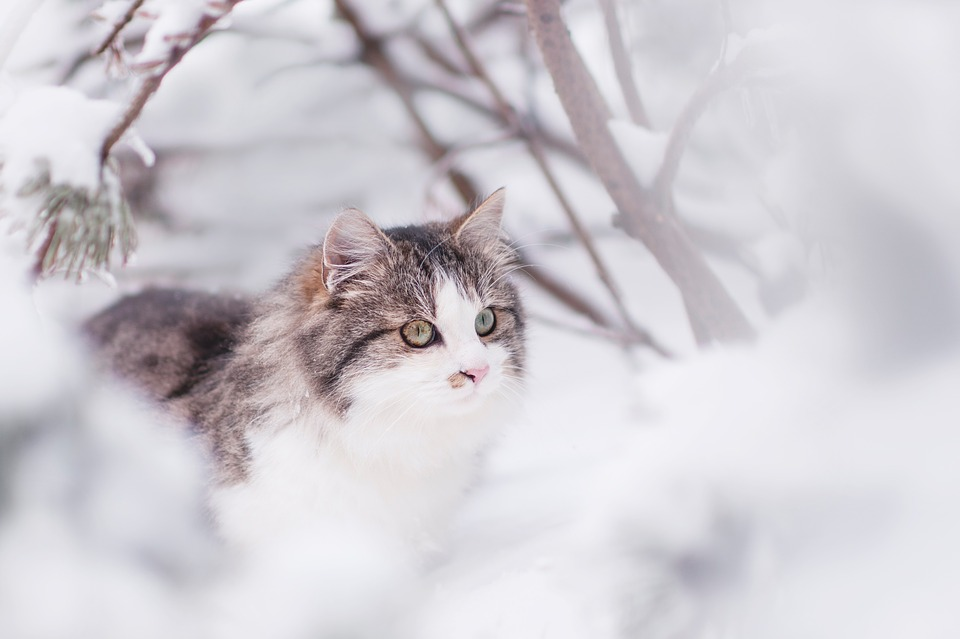 https://pixabay.com/ru/photos/%D0%BA%D0%BE%D1%88%D0%BA%D0%B0-%D0%BA%D0%BE%D1%82-%D0%B7%D0%B8%D0%BC%D0%B0-%D0%B6%D0%B8%D0%B2%D0%BE%D1%82%D0%BD%D0%BE%D0%B5-1861841/