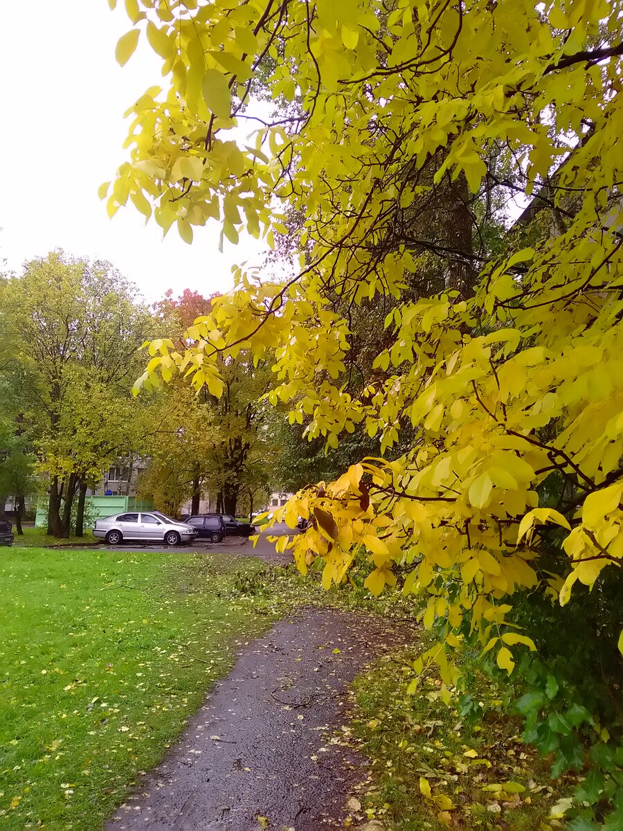Ветви дерева грецкого ореха (справа) в одном из дворов Санкт-Петербурга.