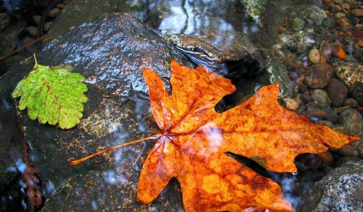 фото яндекс картинки