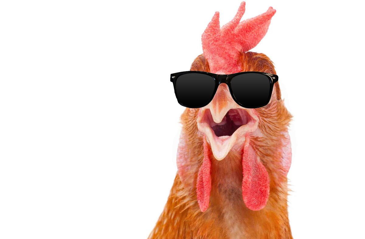 http://dweggs.com/wp-content/uploads/2016/08/chicken_sunglasses_b.jpg