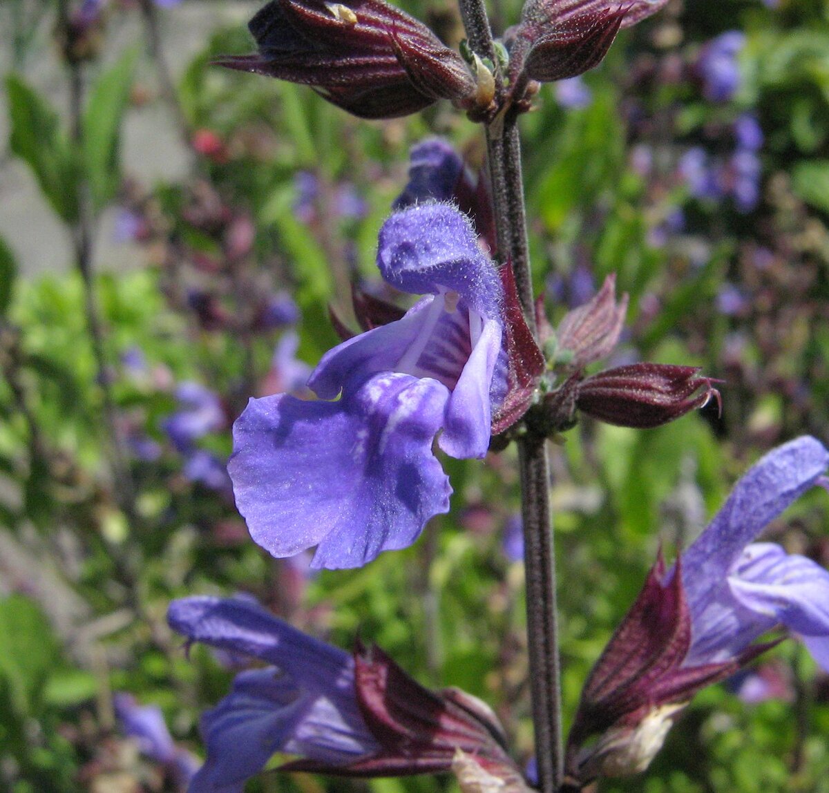 Лекарственные цветы. Шалфей лекарственный (Salvia officinalis). Шалфей оффициналис. Шалфей полукустарник. Сальвия семейства Яснотковые.