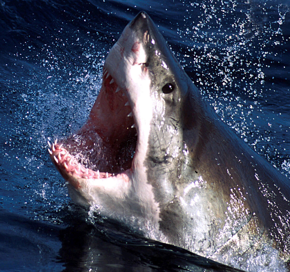 https://www.firestock.ru/past-akulyi-shark-jaws/