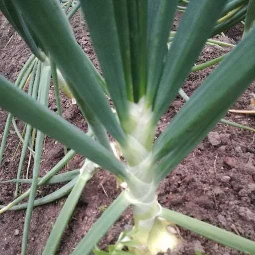 Урожай 2019 года