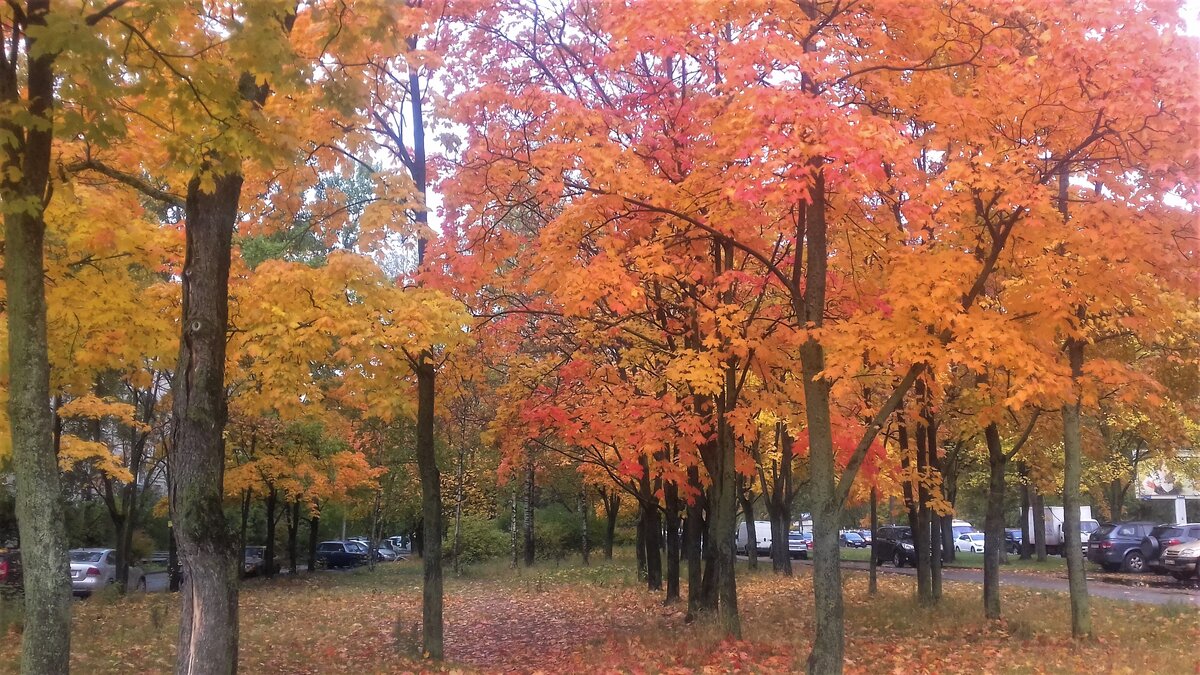 дом инвалидов краснодарский край золотая осень. золотая осень 2021. поздняя осень кусково. клены золотая осень в центре москвы. золотая осень нижний тагил.