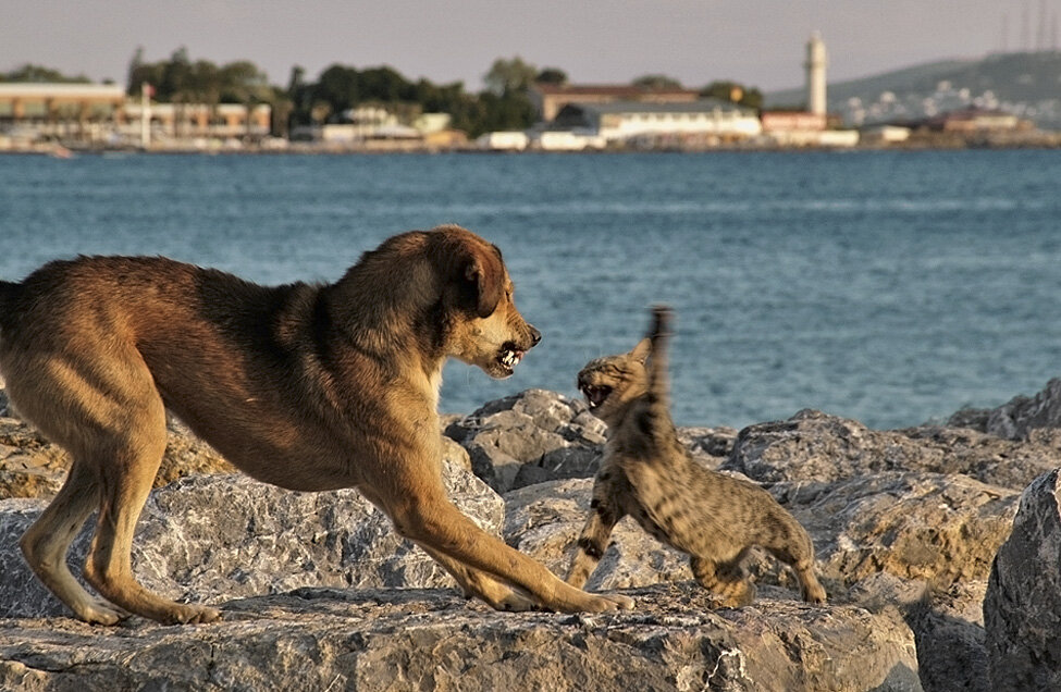 Это я и мой муж))) раньше)))                                                                                          Яндекс картинки)