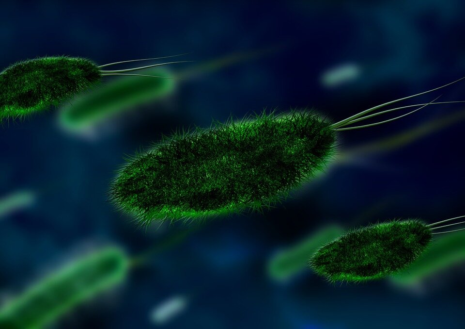 https://cdn.pixabay.com/photo/2013/04/23/07/08/bacteria-106583_960_720.jpg