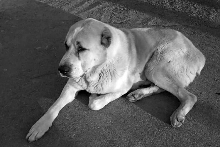 Покойная собака. Фото с Facebook-страницы общества Mehr va Oqibat