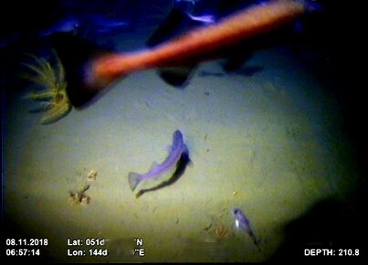 Камера не смущает "аборигенов"