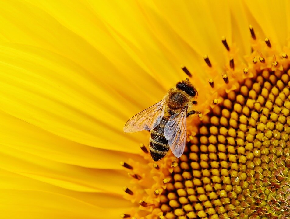 https://pixabay.com/photos/sunflower-bees-summer-garden-1643794/